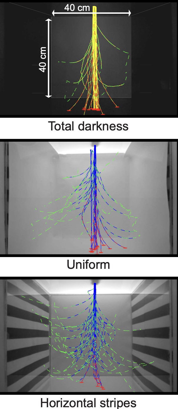 example image
